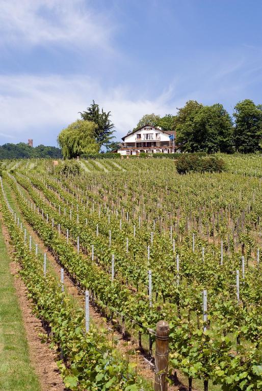Le Clos Saint-Vincent Ribeauville  Exterior photo