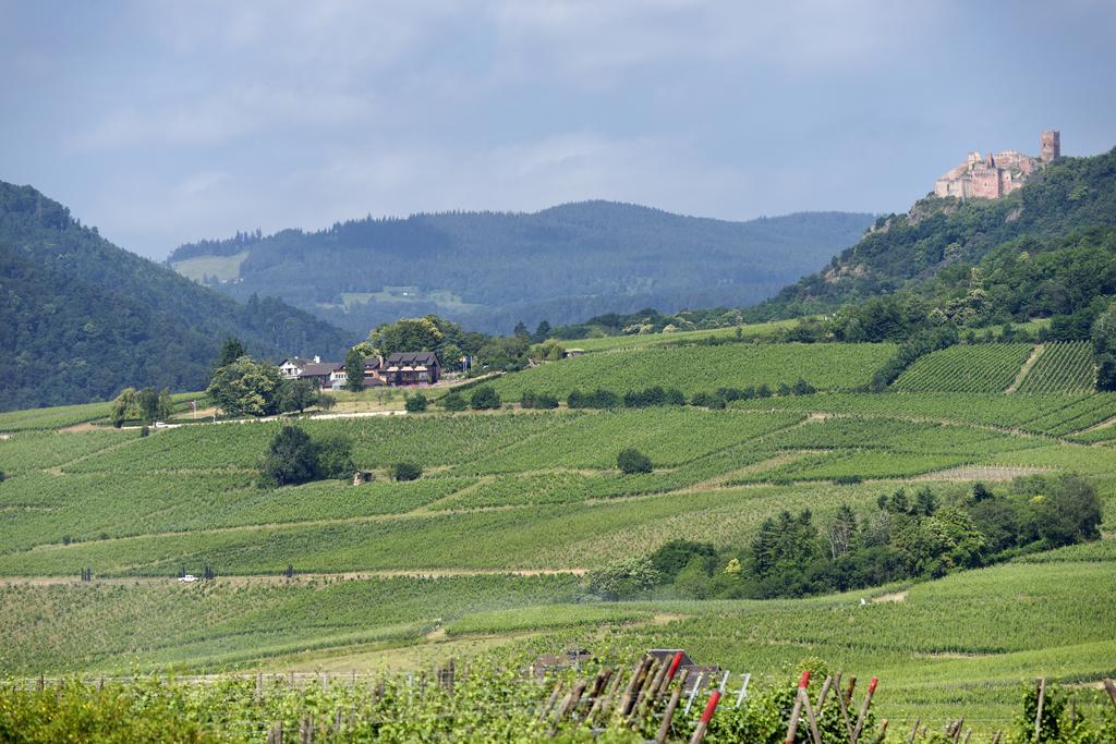 Le Clos Saint-Vincent Ribeauville  Exterior photo