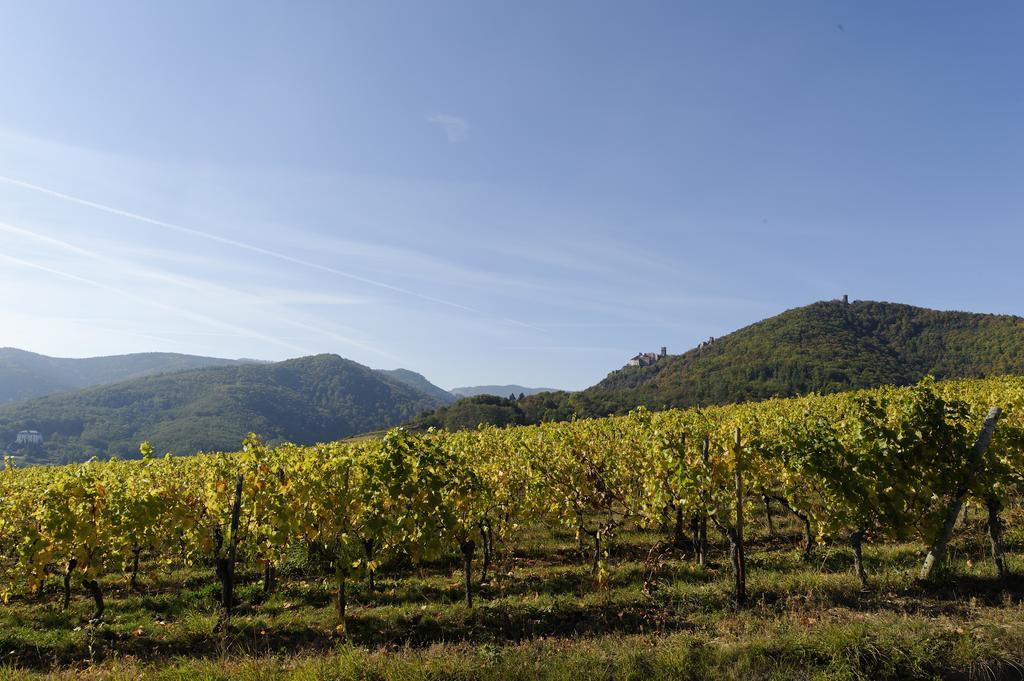 Le Clos Saint-Vincent Ribeauville  Exterior photo